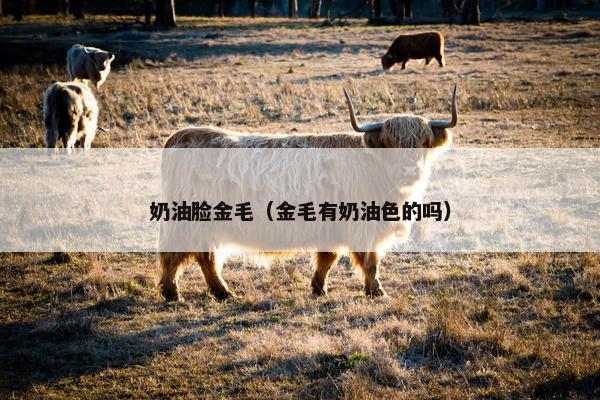 奶油脸金毛（金毛有奶油色的吗）