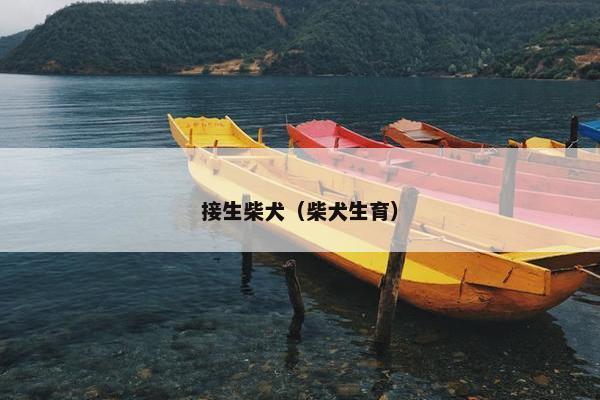 接生柴犬（柴犬生育）