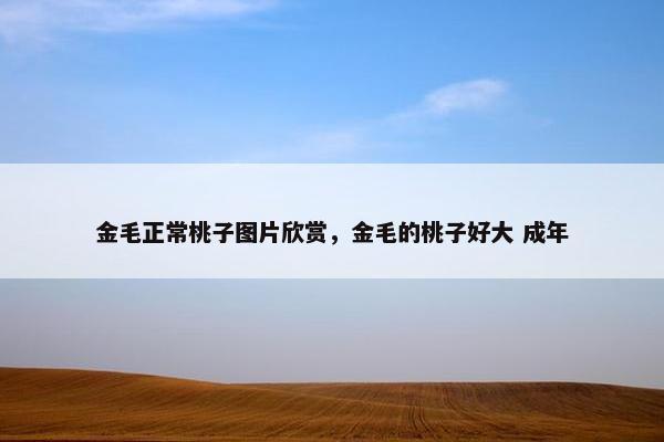 金毛正常桃子图片欣赏，金毛的桃子好大 成年