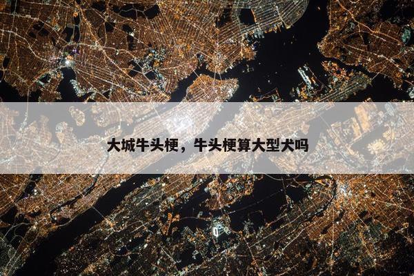 大城牛头梗，牛头梗算大型犬吗