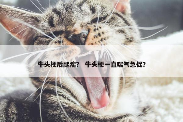 牛头梗后腿瘸？ 牛头梗一直喘气急促？