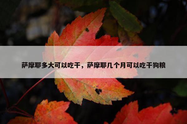 萨摩耶多大可以吃干，萨摩耶几个月可以吃干狗粮
