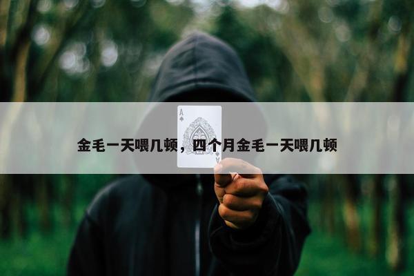 金毛一天喂几顿,四个月金毛一天喂几顿