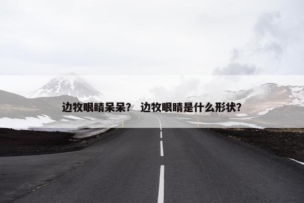 边牧眼睛呆呆? 边牧眼睛是什么形状? 边牧眼睛呆呆? 边牧眼睛是什么形状?