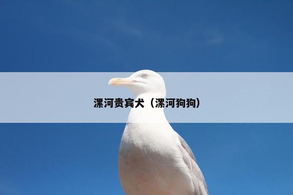 漯河贵宾犬（漯河狗狗）