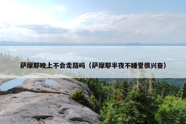 萨摩耶晚上不会走路吗（萨摩耶半夜不睡觉很兴奋）