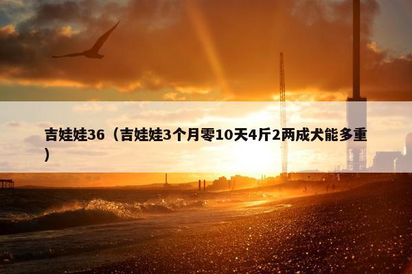 吉娃娃36(吉娃娃3个月零10天4斤2两成犬能多重) 吉娃娃36(吉娃娃3个月零10天4斤2两成犬能多重)