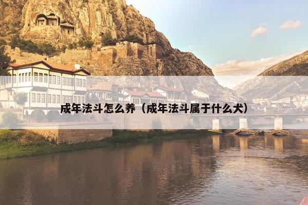 成年法斗怎么养（成年法斗属于什么犬）