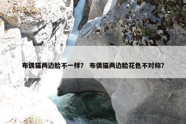 布偶猫两边脸不一样？ 布偶猫两边脸花色不对称？