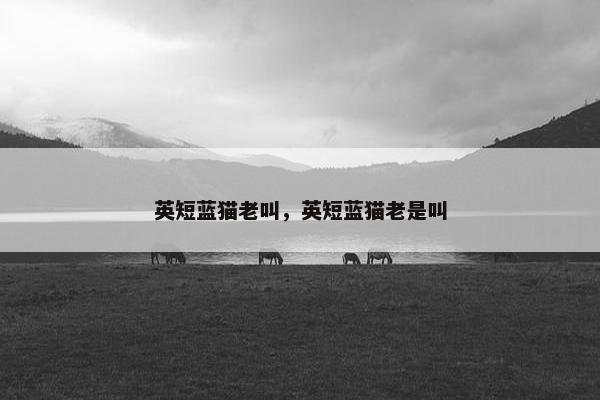 英短蓝猫老叫，英短蓝猫老是叫