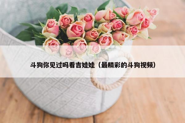 斗狗你见过吗看吉娃娃（最精彩的斗狗视频）