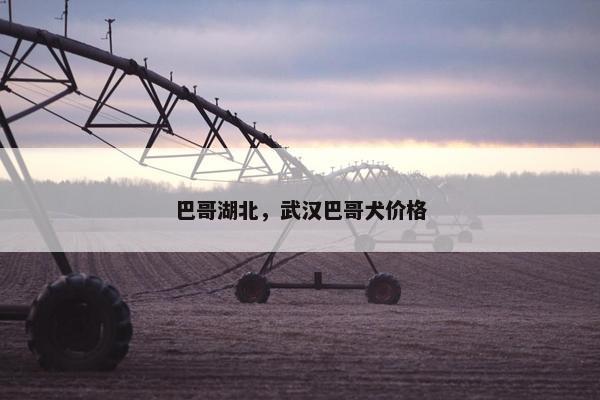 巴哥湖北，武汉巴哥犬价格