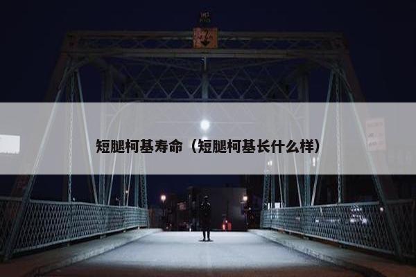 短腿柯基寿命（短腿柯基长什么样）