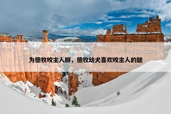 为德牧咬主人脚，德牧幼犬喜欢咬主人的腿