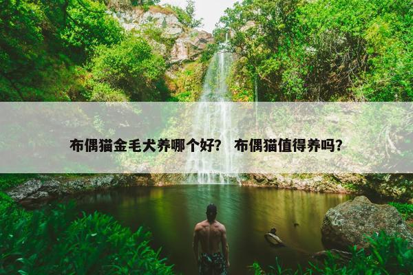 布偶猫金毛犬养哪个好？ 布偶猫值得养吗？