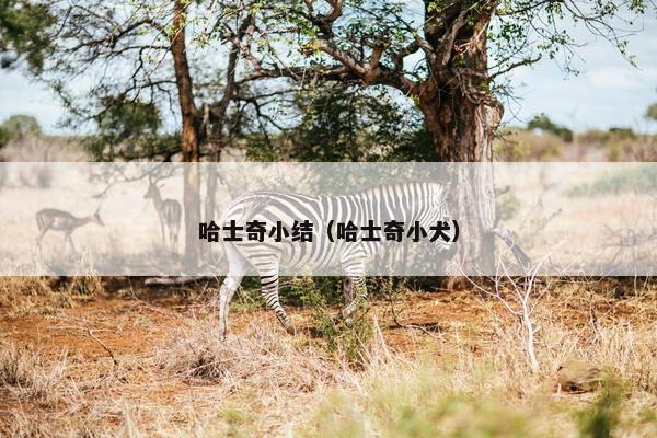 哈士奇小结（哈士奇小犬）