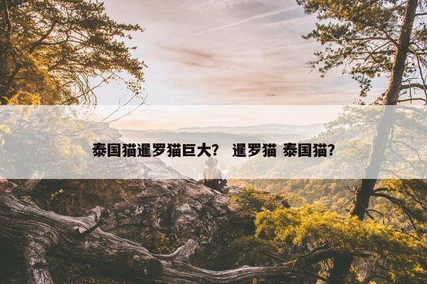 泰国猫暹罗猫巨大？ 暹罗猫 泰国猫？