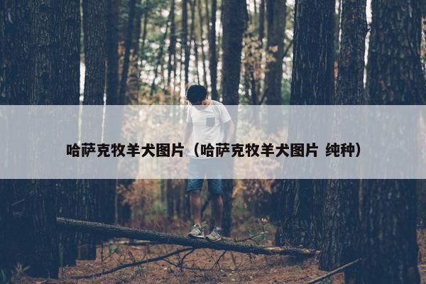 哈萨克牧羊犬图片(哈萨克牧羊犬图片 纯种)