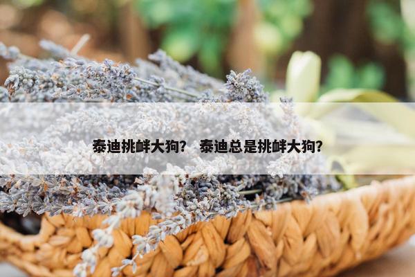 泰迪挑衅大狗? 泰迪总是挑衅大狗?