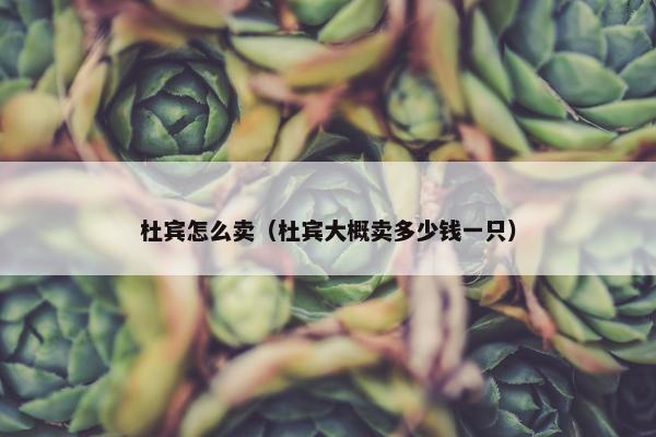 杜宾怎么卖(杜宾大概卖多少钱一只) 杜宾怎么卖(杜宾大概卖多少钱一只)