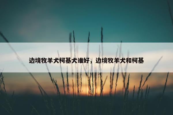 边境牧羊犬柯基犬谁好,边境牧羊犬和柯基 边境牧羊犬柯基犬谁好,边境牧羊犬和柯基