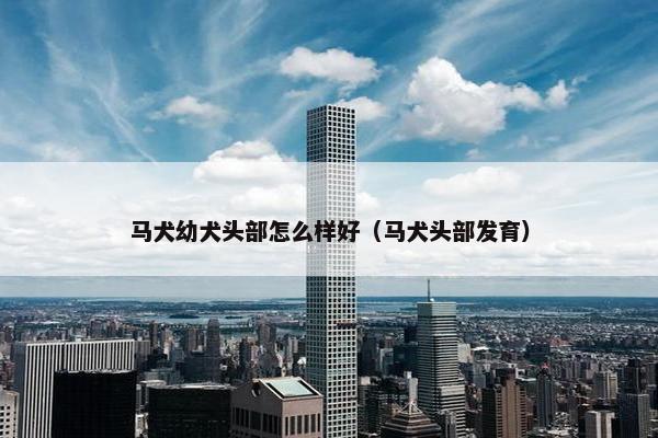 马犬幼犬头部怎么样好(马犬头部发育) 马犬幼犬头部怎么样好(马犬头部发育)