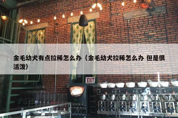 金毛幼犬有点拉稀怎么办（金毛幼犬拉稀怎么办 但是很活泼）