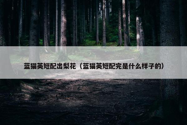 蓝猫英短配出梨花(蓝猫英短配完是什么样子的) 蓝猫英短配出梨花(蓝猫英短配完是什么样子的)