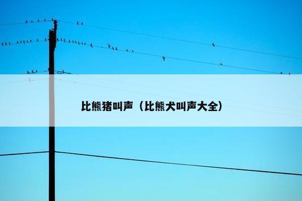 比熊猪叫声（比熊犬叫声大全）