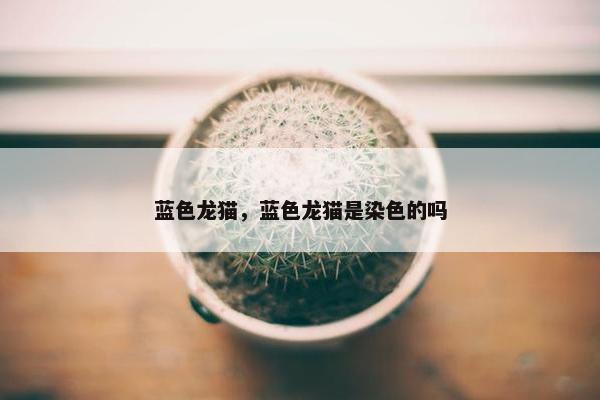 蓝色龙猫,蓝色龙猫是染色的吗 蓝色龙猫,蓝色龙猫是染色的吗