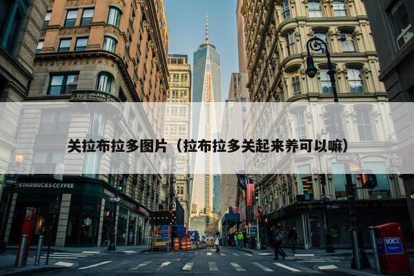 关拉布拉多图片（拉布拉多关起来养可以嘛）