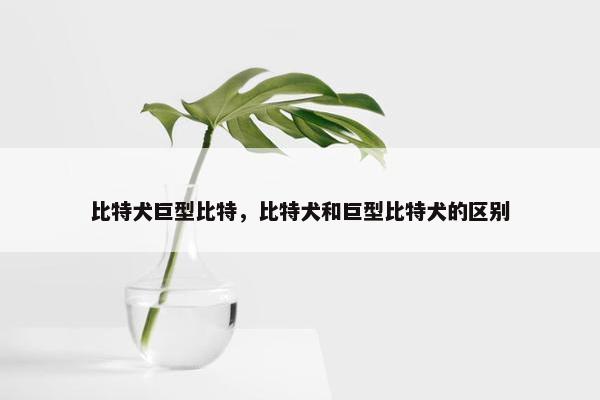 比特犬巨型比特,比特犬和巨型比特犬的区别