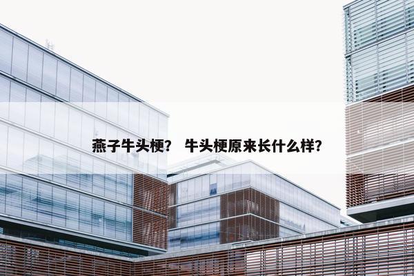 燕子牛头梗? 牛头梗原来长什么样? 燕子牛头梗? 牛头梗原来长什么样?