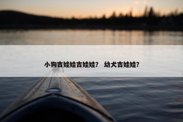 小狗吉娃娃吉娃娃？ 幼犬吉娃娃？