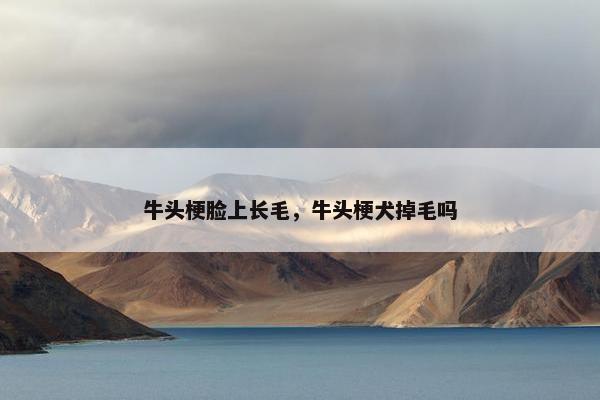 牛头梗脸上长毛，牛头梗犬掉毛吗