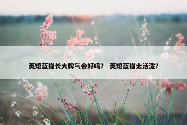 英短蓝猫长大脾气会好吗? 英短蓝猫太活泼? 英短蓝猫长大脾气会好吗? 英短蓝猫太活泼?