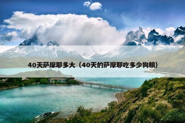 40天萨摩耶多大(40天的萨摩耶吃多少狗粮)