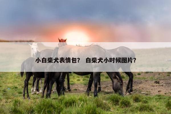 小白柴犬表情包？ 白柴犬小时候图片？