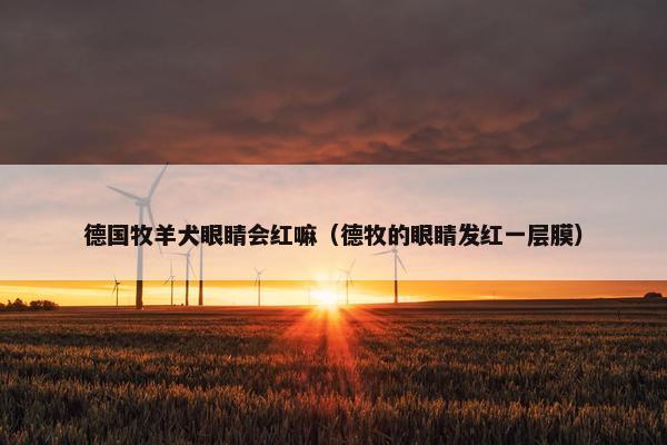 德国牧羊犬眼睛会红嘛(德牧的眼睛发红一层膜)