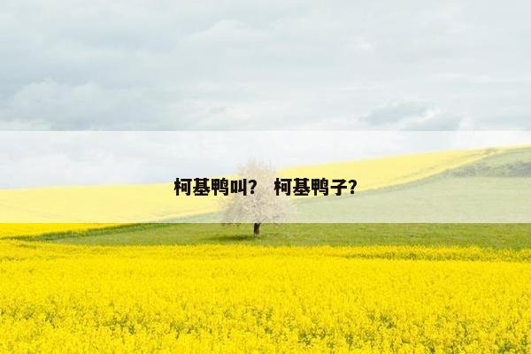 柯基鸭叫？ 柯基鸭子？