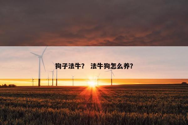 狗子法牛？ 法牛狗怎么养？