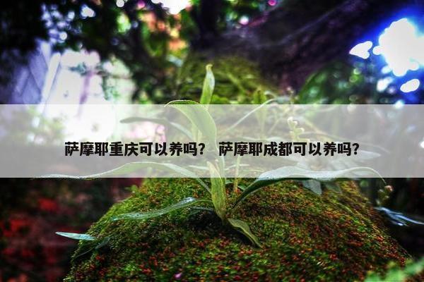 萨摩耶重庆可以养吗？ 萨摩耶成都可以养吗？