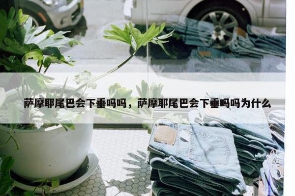 萨摩耶尾巴会下垂吗吗，萨摩耶尾巴会下垂吗吗为什么