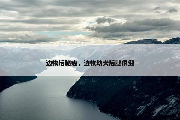 边牧后腿瘦,边牧幼犬后腿很细