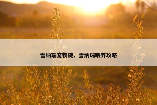 雪纳瑞宠物碗，雪纳瑞喂养攻略