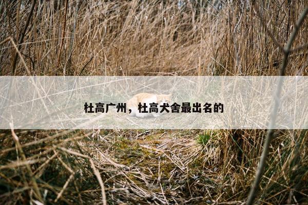 杜高广州，杜高犬舍最出名的