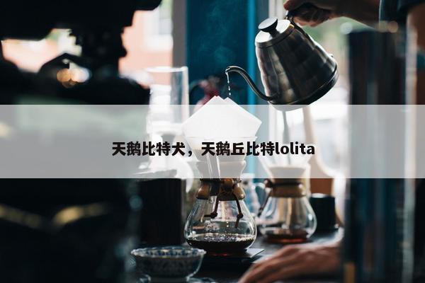 天鹅比特犬，天鹅丘比特lolita