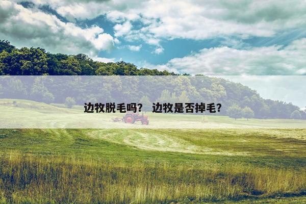 边牧脱毛吗? 边牧是否掉毛?