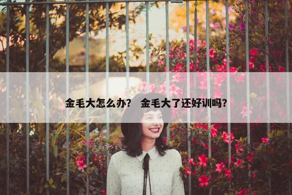 金毛大怎么办? 金毛大了还好训吗?