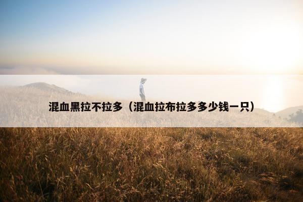 混血黑拉不拉多（混血拉布拉多多少钱一只）